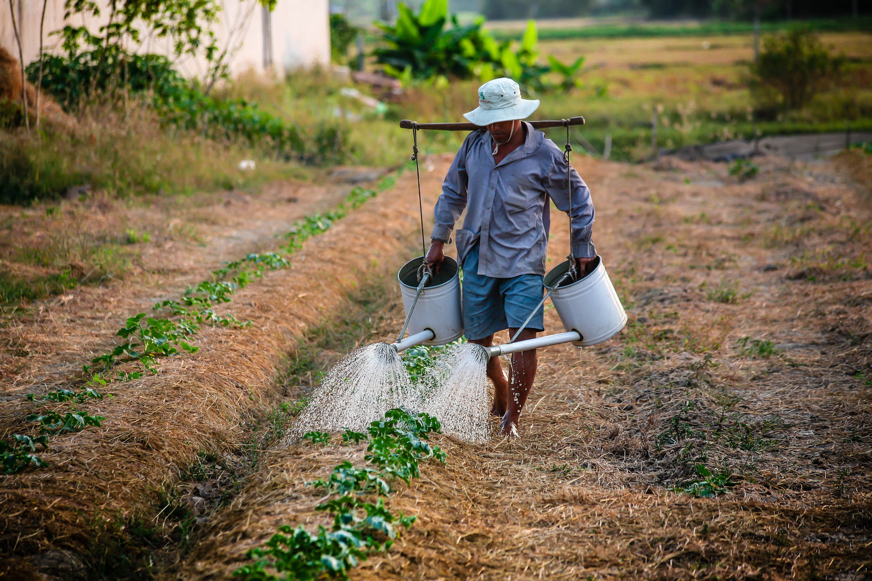Farmer Watering His Plants in the Field